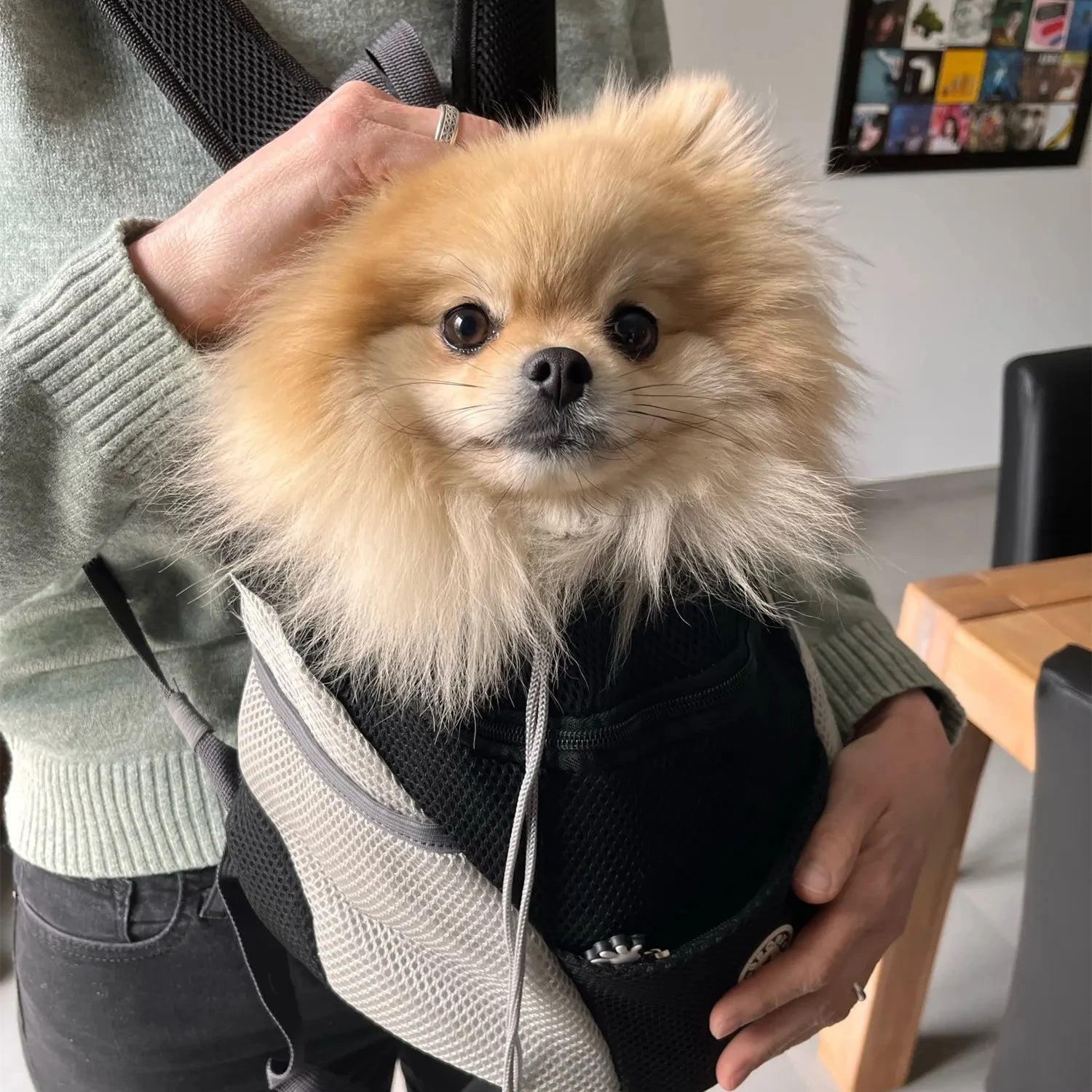 Portable Pet Backpack Carrier for small dogs with a fluffy Pomeranian inside.